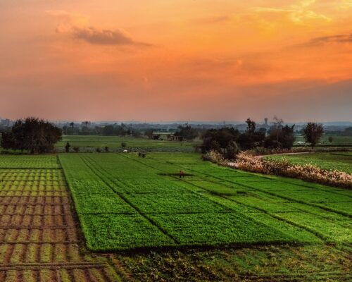 farmlands
